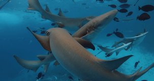 Group of Nurse sharks swimming in blue sea. School of fish and sharks underwater in ocean on Bahamas.