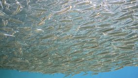 Large accumulations of Hardyhead Silverside fishes darting from side to side under blue water surface at daytime in bright sun rays, slow motion - Powered by Shutterstock - Get 15% off with code: PIKWIZARD15