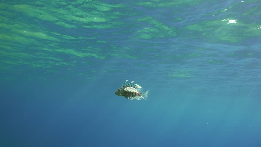 Common Lionfish or Red Lionfish (Pterois volitans) swims in blue Ocean under surface of water on daytime in sunshine, slow motion