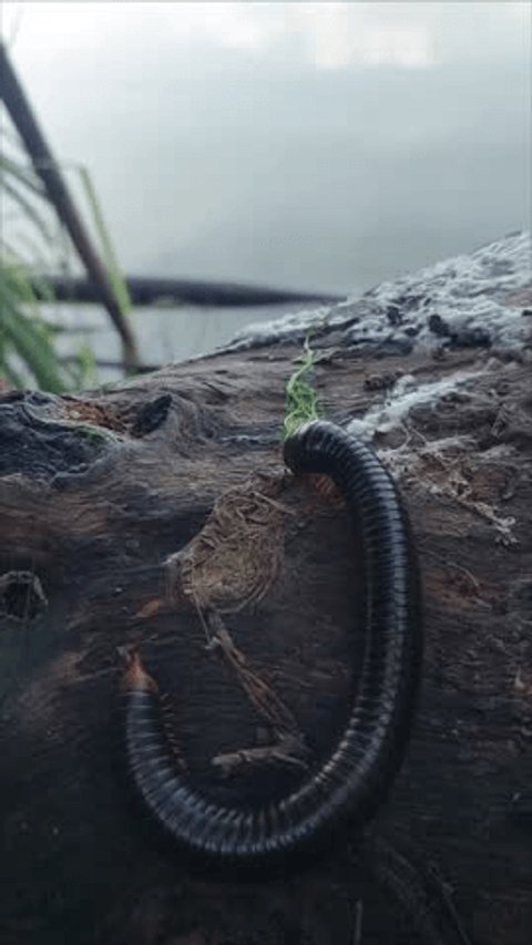 Millipedes are foraging in the wild. Stockvideó