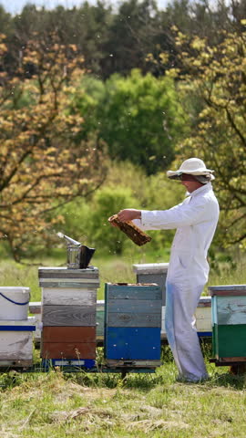 Small rural apiary of wooden beehives. Apiculturist checking out his honey harvest and condition of bees. Forest backdrop. Vertical video