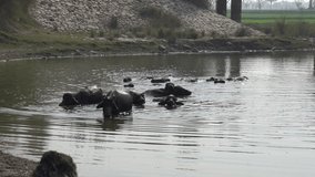 Beautiful black buffalo swimming in the lake. Dark Buffaloes Having A Bath in the lake. group of water crossing. wimming and soaking in the river. Sacred cows. Bathing Videos. Slow motion 4K Footage. 