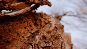 Macro video shooting of the bark of a tree trunk. Forest, tree, nature, texture. Textured tree bark with intricate patterns. Close-up of tree bark with rough texture. Detailed view of bark