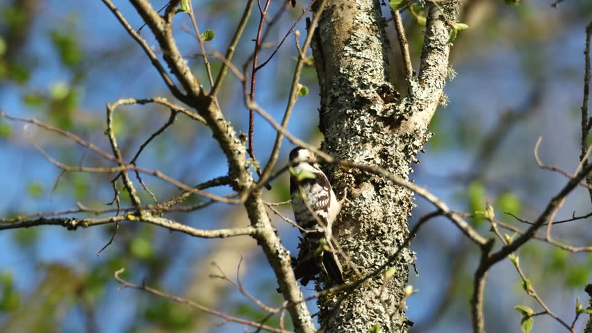 Lesser spotted woodpecker pecking on windy spring day in a boreal forest in Estonia, Northern Europe