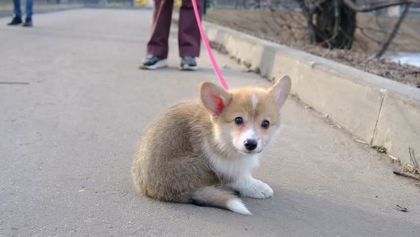 Dog breed Welsh Corgi Pembroke on a walk in park with teenager girl