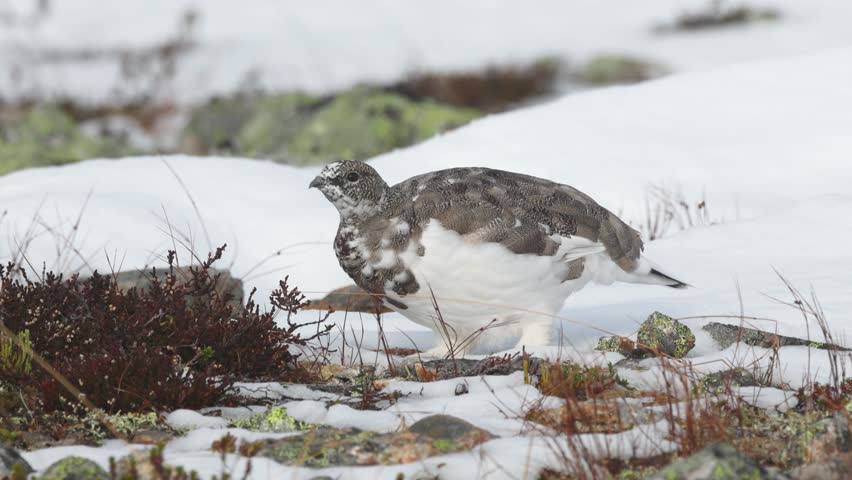 Closeup of Rock ptarmigan feeding on cold autumn day with fresh snow in the mountains of Urho Kekkonen National Park, Northern Finland