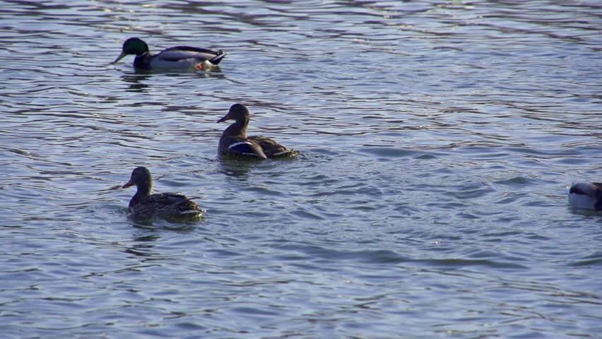 Ducks swimming slow motion