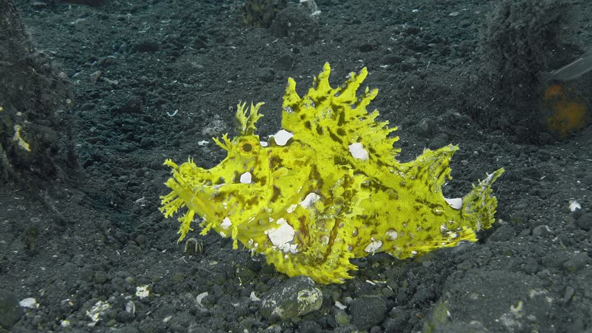 The bright yellow fish walks along the bottom of the tropical sea on its fins. Lacy Scorpionfish (Rhinopias aphanes) 24 cm. Complex reticular pattern of dark lines on yellow or greenish background.