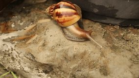 Video blur, close up of a brown snail creeping very slowly on the floor surface. suitable for animal concept.