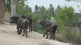 Pakistani Village Life: Man With Their Buffaloes Taking Them For Fresh Grass Fed, slow motion 240fps