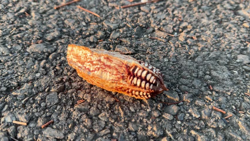 Swietenia macrophylla King, Honduras mahogany, is a seed, Swietenia macrophylla empty seed pod at Kottiyoor Wildlife Sanctuary in the beautiful park.