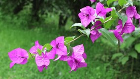 Close-up video of bougainvillea flowers with a bokeh or blurred background. Vibrant blossoms in soft focus, creating a dreamy and romantic atmosphere