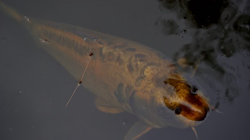Yellow Ghost Koi Fish Swim Slowly Under Water Surface, Overhead Closeup