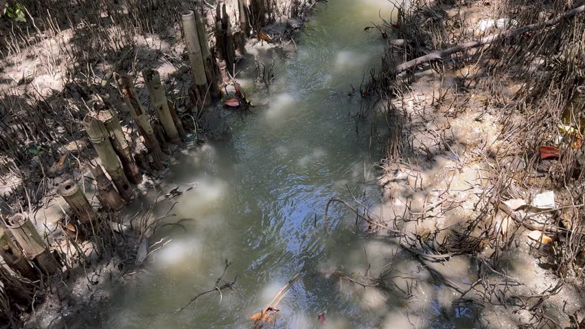 The water flows through a small channel in the mangrove forest.