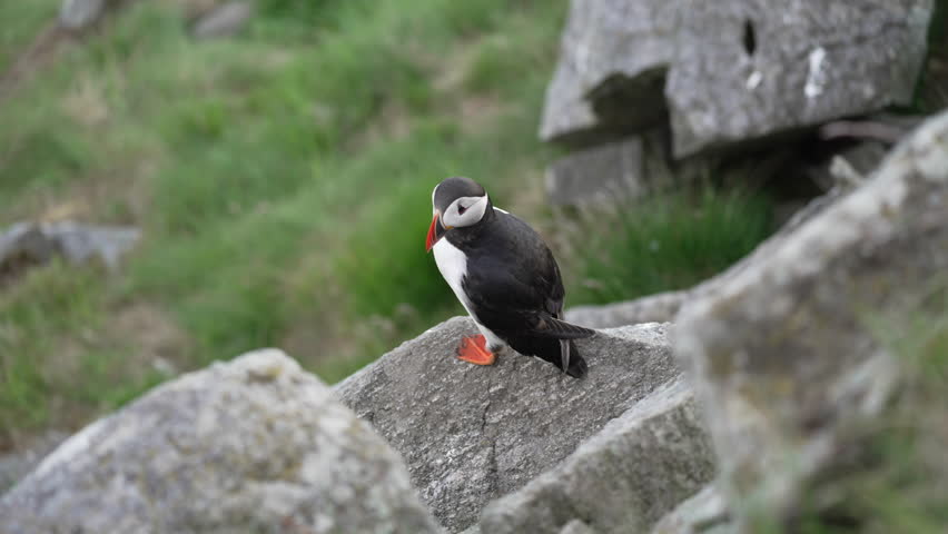 Cute and adorable Puffin seabird, fratercula, in a breeding colony on high cliff at Runde island, popular tourist destination for bird watching at the coastline of the north atlantic ocean in Norway.