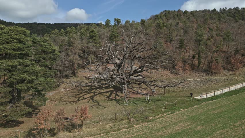 Aerial panoramic landscape of ancient oak tree in mediterranean European fields Senyora Sant Boi Llucanes in Catalonia Spain green forest with trees and daylight skyline