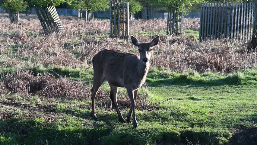 Two young doe deer crossing a stream