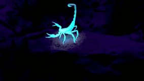 Observing a scorpion in ultraviolet light and scorpion shows radioactive green color, scorpion in burrow 