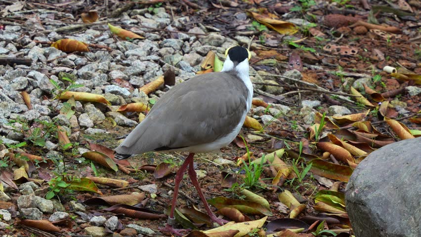 Masked lapwing, vanellus miles spotted on the ground, curiously wondering around the surroundings, close up shot.