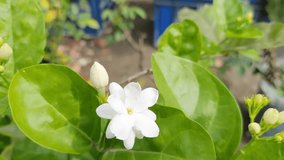 Flower Jasmine Plant (bale ful) 4k video clip. 