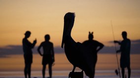 Outstanding video of a pelican silhouette in Belize, Caye Caulker island