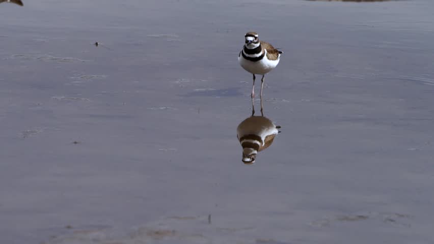 Reflection of a killdeer walking in shallow water