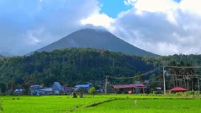 Tomohon, March 30 2024. view of rice fields with the backdrop of Mount Lokon in the city of Tomohon, North Sulawesi.