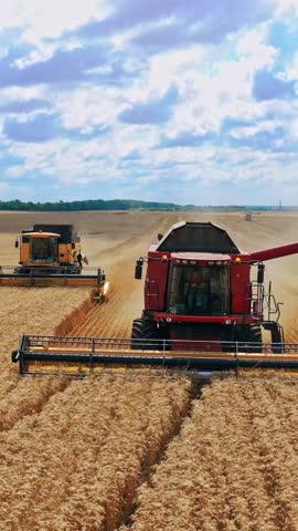 Front view of combine harvesters working on the field. Agricultural machinery gathering ripe wheat in the farmland. Crop season. Motion camera back. Vertical video