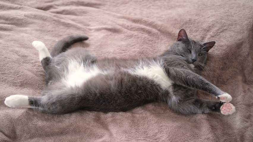 Portrait of Funny Gray Kitten Lying on Cozy Textile. Sleepy Favorite Pet. Copy Space. Young Cat Posing, Stretching enjoy. Happy Little Cat Lovely Resting Pose. Love to Animals. Kitty Close up