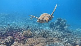 A turtle is swimming in the ocean near some coral. The water is blue and the coral is colorful - Powered by Shutterstock - Get 15% off with code: PIKWIZARD15