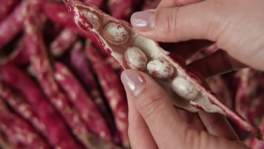 Cranberry beans. Fresh Organic Borlotti bean pods in farmer hands. Stylish modern food background. Magenta color. Creative foodstuff image. Grocery, dietary backdrop. Advertising, trendy Border Royalty-Free Stock Footage #3471663675