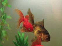Macro video of goldfish inside a fish tank. Concept of animals.