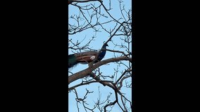 The peacock in the tree. Male peacock in a tree