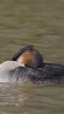 Vertical Video of a Great Crested Grebe Sleeping in Slow Motion