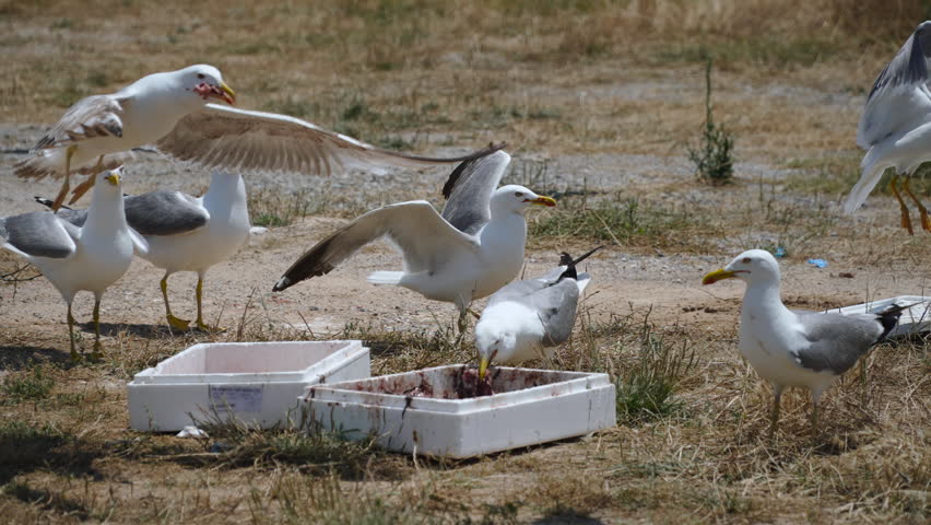 Large Mediterranean gulls fly and eat fish offal from styrofoam container on ground. Closeup of birds feeding on remains of fishing in town. Coexistence of humans and animals.