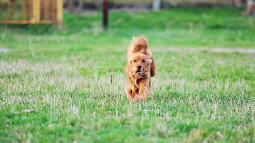 Blurred background with walking dog, red english cocker spaniel. Selective focus. The dog runs towards the videographer.