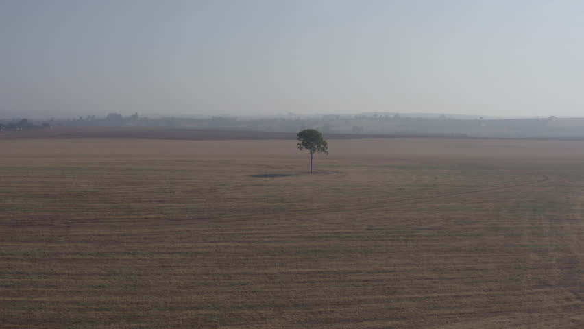 Aerial view of tree in the middle of a field
