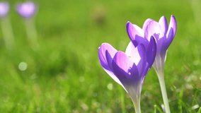 Footage of a crocus flower in spring on green grass at sunset Germany