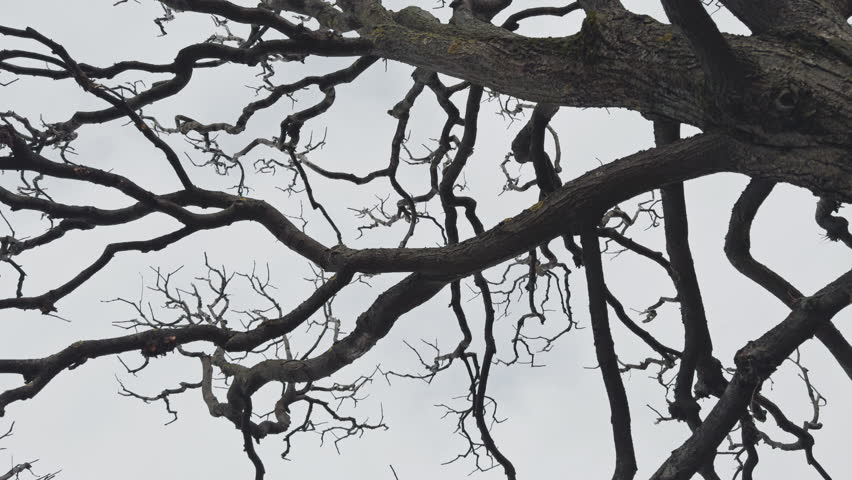 Bare tree branches similar in shape to a thunderstorm, branches against the sky, sadness and depression