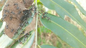 black ants that make nests in leaves