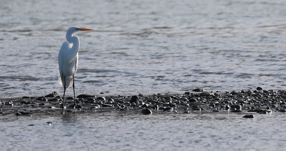 A white bird stands on a rocky shoreline by the water. The bird is a crane, and it is looking out over the water. The scene is peaceful and serene, with the bird being the focal point of the image