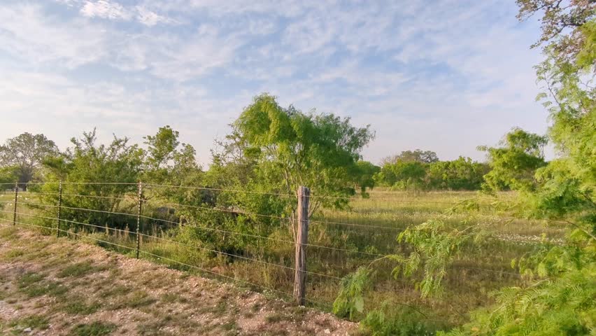 Mesquite tress in a field in south Texas near the city of Floresville Texas Wilson County 