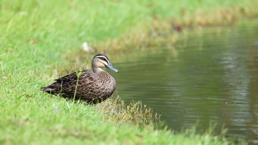 Duck takes off, lands gracefully on water