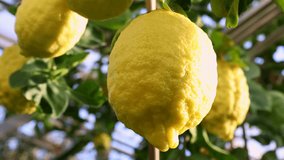 Yellow New Zealand Lemonade lemons (Citrus Limon) hanging on tree with leaves in the citrus garden plantation close up - Powered by Shutterstock - Get 15% off with code: PIKWIZARD15