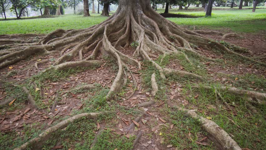 Enormous. wild. ficus tree. with twisted and gnarled surface roots and broad branches. growing in a Sri Lankan wilderness. 4k Ultra HD video Royalty-Free Stock Footage #34720465