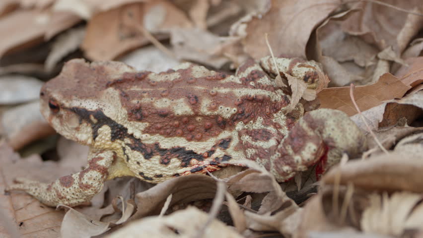 Injured Asiatic Toad (Bufo gargarizans) With Bleeding Leg Crawls in Fallen Leaves Camouflage in Spring Forest in Seoul, South Korea