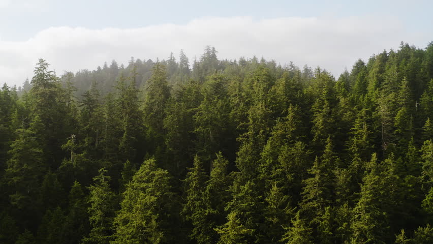 Evergreen forest shrouded in fog on hilly Oregon Coast, Pacific Northwest, aerial.