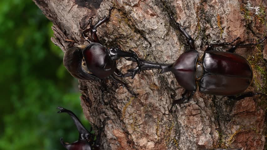 4K video of a male beetle in a tree.
4K 120fps edited to 30fps.