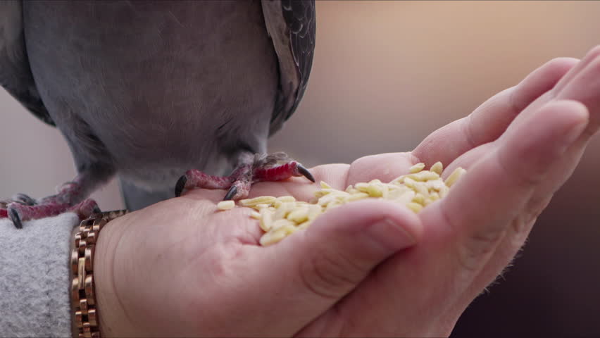 Feeding Animal Bird Pigeons By Hand in a Park