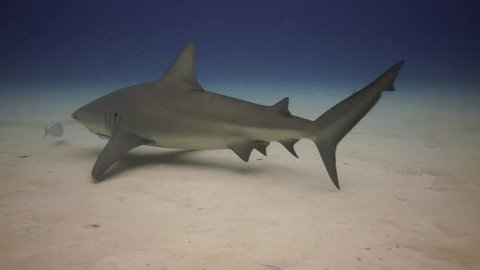 Bull shark approach in the Bahamas over sandy bottom in clear water